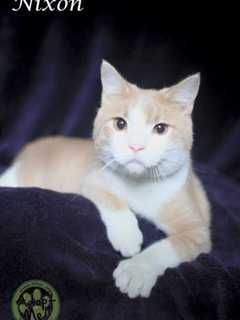 Hi-Tor Animal Care Center Introduces 'Nixon,' Its Pet Of the Week