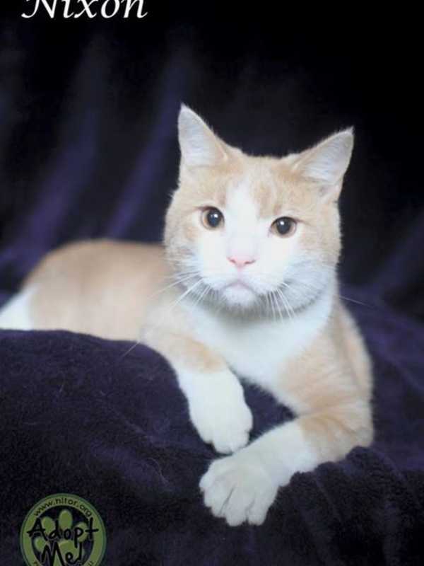 Hi-Tor Animal Care Center Introduces 'Nixon,' Its Pet Of the Week