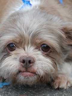 Cliffside Park Animal Shelter Seeks Donations For Spay/Neuter Program