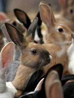 See, Learn About Rabbits In 'Cool Critters' Program At Red Hook Library