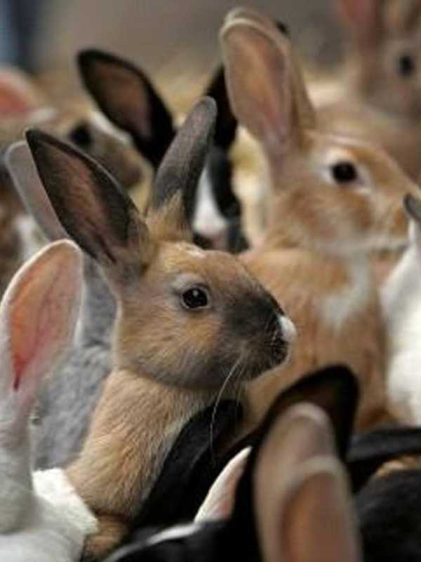 See, Learn About Rabbits In 'Cool Critters' Program At Red Hook Library