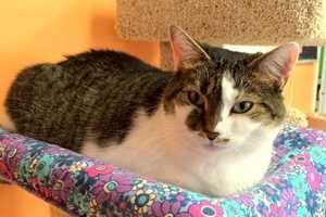 Teaneck Cat License Coming Due