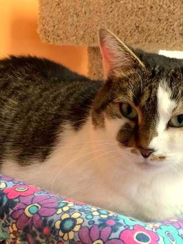 Wilton's Animals In Distress Shelter Holds Adoption Open House