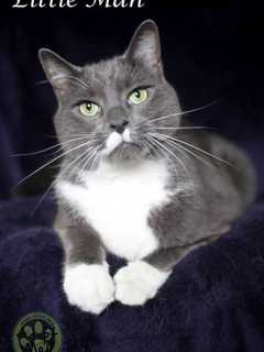 Rockland County's Hi-Tor Animal Care Center Introduces Pet Of The Week