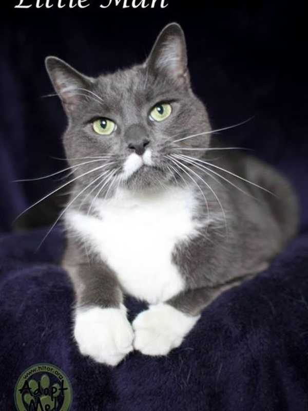 Rockland County's Hi-Tor Animal Care Center Introduces Pet Of The Week