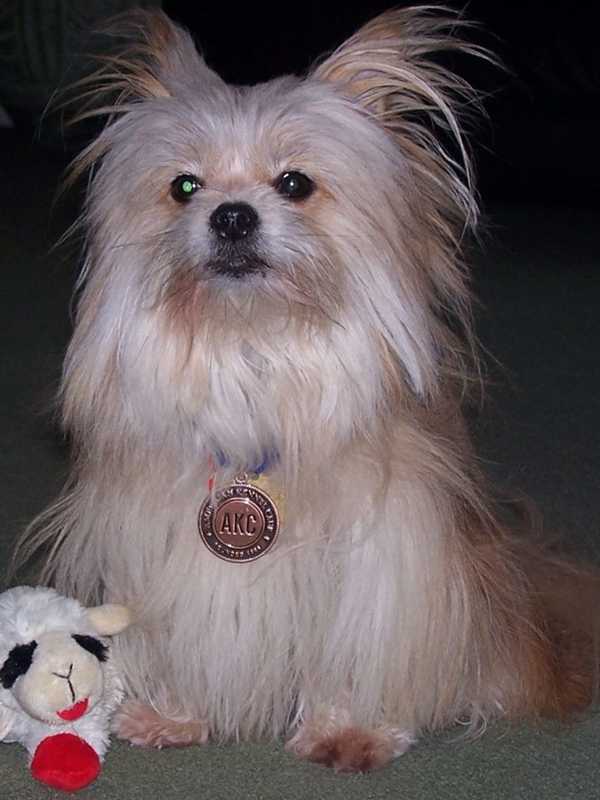 Kids Can Read To Therapy Dogs At Wood-Ridge Memorial Library