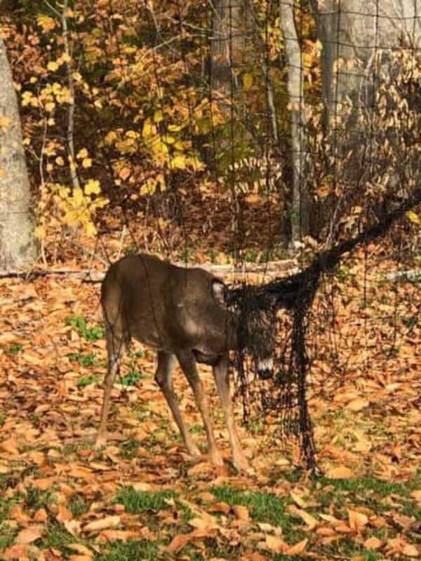 CT EnCon Officers Rescue Deer Stuck In Netting