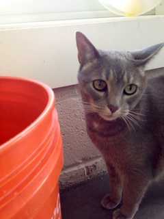 West Milford Shelter Seeks Home For Longest-Tenured Cat