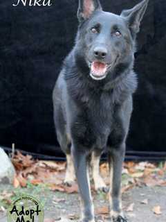 Clarkstown Police Help German Shepherd Mix Nika Find Forever Home