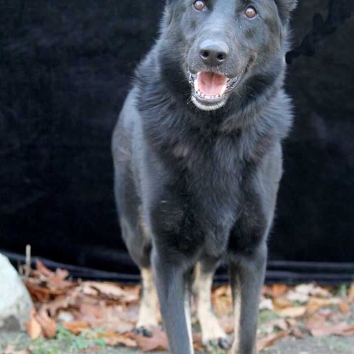 Nika, a 3-year-old German shepherd mix, is looking for a forever home. 