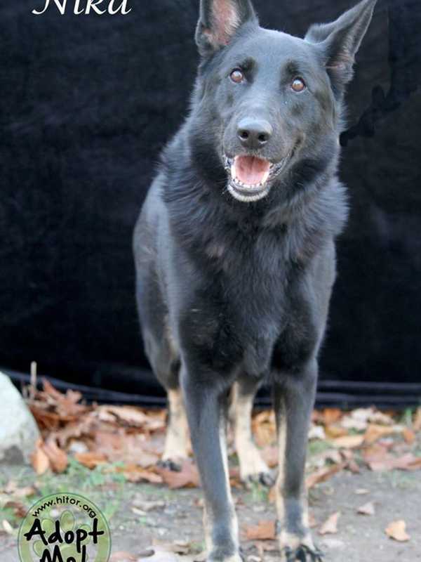 Clarkstown Police Help German Shepherd Mix Nika Find Forever Home