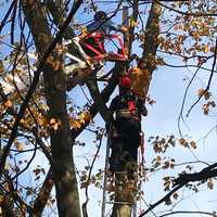 <p>Fairfield firefighters work to free a trapped tree worker high above the ground.</p>