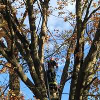 <p>Firefighters climb high into a tree to rescue a trapped, injured tree worker.</p>