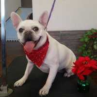 <p>Paisley gets groomed at Pawesome Pet Spa in Lyndhurst.</p>