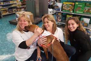 Wappingers Woman Devotes Her Life To Helping Animals