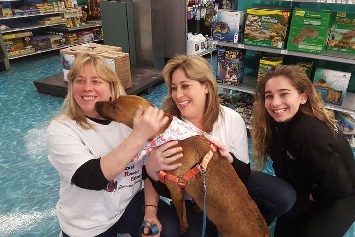 Wappingers Woman Devotes Her Life To Helping Animals