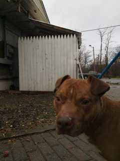 Is This Your Pet? Stray Dog Found In Dutchess