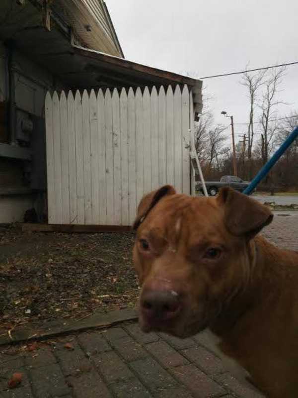 Is This Your Pet? Stray Dog Found In Dutchess