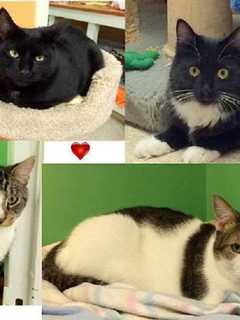 Give A Kitty A New Home At Wilton Shelter Adoption Event