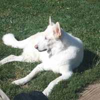 <p>Echo is 11 yrs old. He gets his therapeutic bubble bath at Pawesome Pet Spa to keep his white coat gleeming.</p>