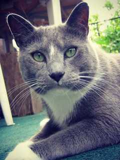Owners Seek Help In Locating Deaf Cat Lost In Fair Lawn