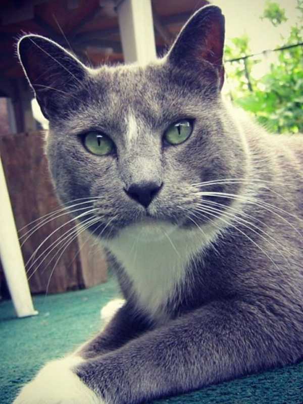 Owners Seek Help In Locating Deaf Cat Lost In Fair Lawn