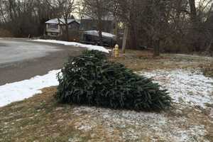 Deadline For Stamford Christmas Tree Pickup Approaches