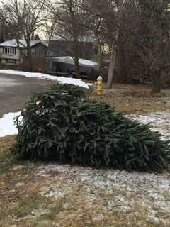 Norwalk Begins First Christmas Tree Pickups This Week
