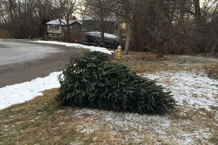 Deadline For Stamford Christmas Tree Pickup Approaches