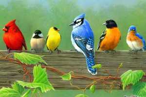 Learn About Birding At The Pleasant Valley Free Library