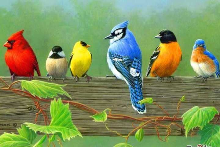 Learn About Birding At The Pleasant Valley Free Library