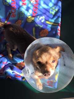 Emaciated Dog Found At Stratford Cemetery Needs A Home