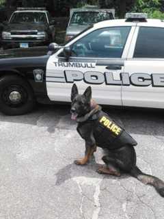 Trumbull Police Seek Help Replacing K-9 Officer Cyrus