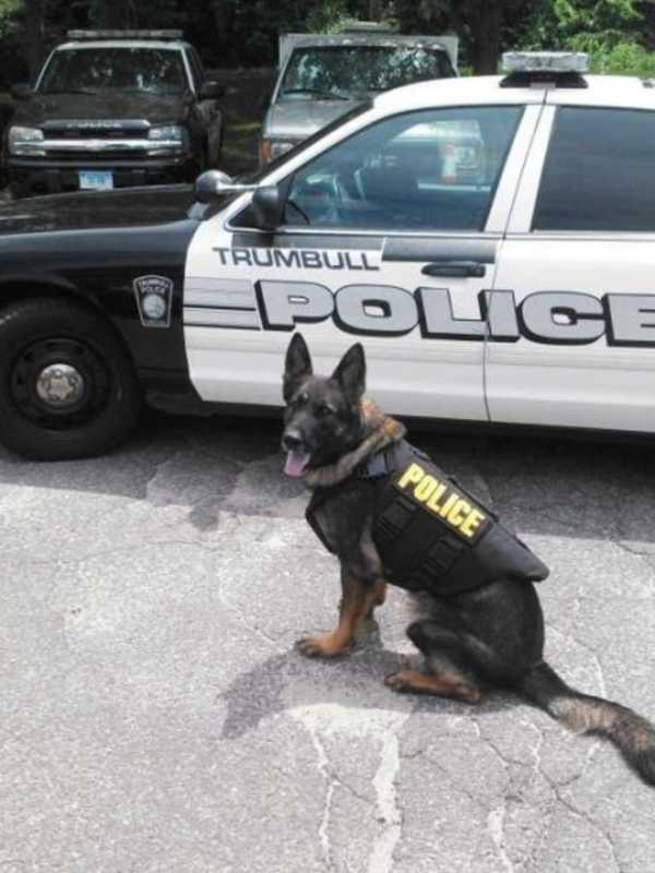 Trumbull Police Seek Help Replacing K-9 Officer Cyrus