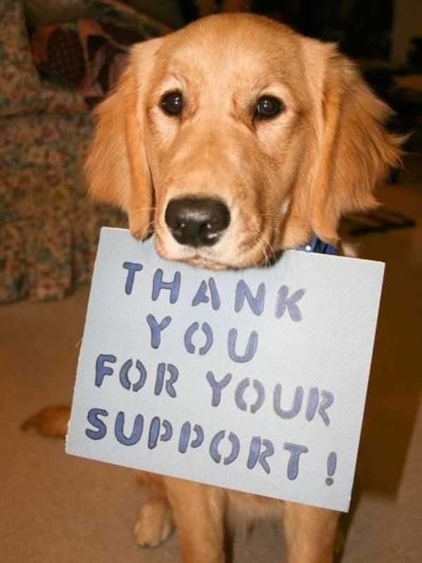 Bloomingdale Supporter Seeks Donations For Animal Foundation