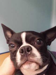 Boston Terrier Found Near West Side Highway, Owners Sought