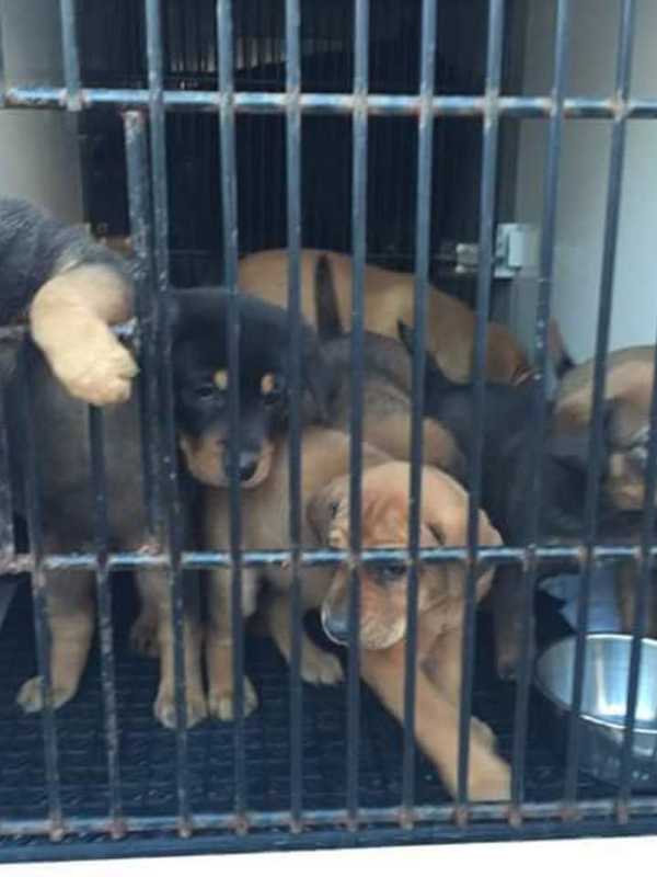 Comedy Night Aids Cliffside Park Animal Rescue Organization