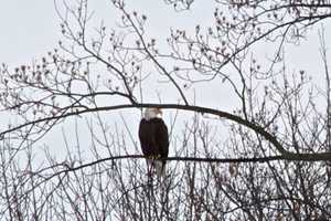 Pompton Lakes Photographer Finds Bald Eagle In Backyard