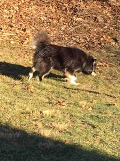 Man Seeks Help Finding Owner Of Dog Lost In Brewster