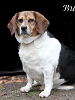 'Bunny' Is Pet Of The Week At Hi Tor Animal Care Center In Rockland
