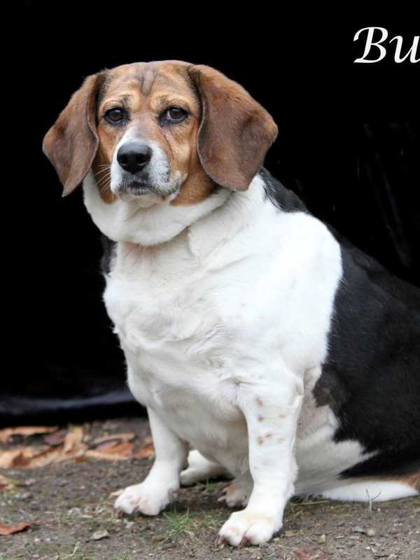 'Bunny' Is Pet Of The Week At Hi Tor Animal Care Center In Rockland