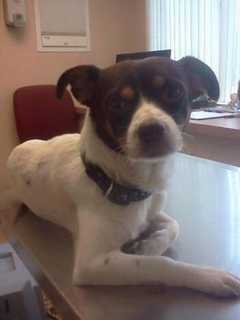 Owner Looks For Lost Dog Rocco In Mahopac Area