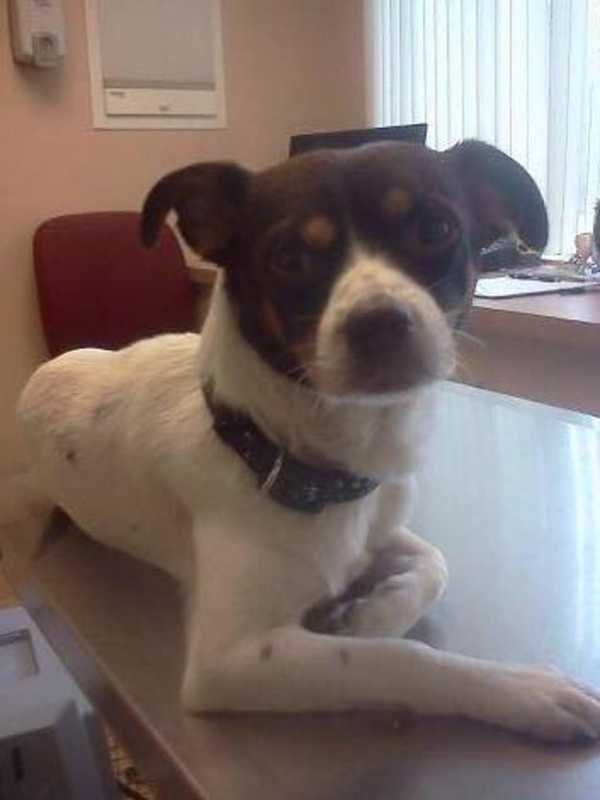 Owner Looks For Lost Dog Rocco In Mahopac Area