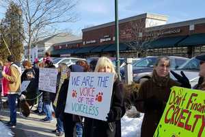 Animals Rights Activists Call For Closure Of Mohegan Lake Pet Store