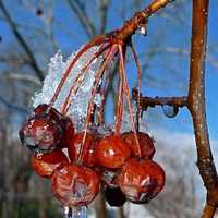 <p>Closter cherries.</p>