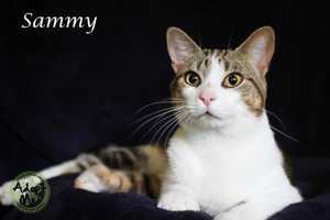 Sammy Ready For Adoption At Rockland County's Hi Tor Shelter
