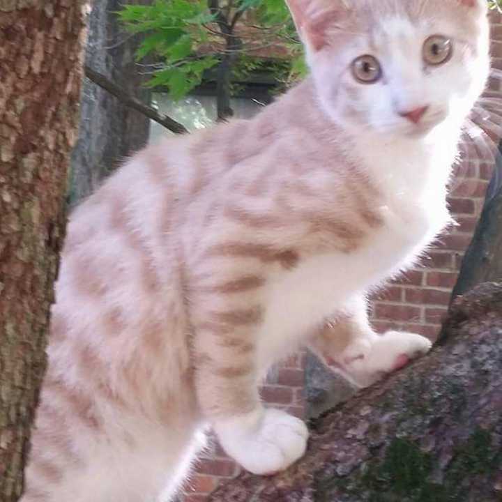 Zack the cat is missing. He was last seen in the Tarrytown area. If you see Zack, visit Lost of Pets of Westchester on Facebook.