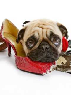 Ridgewood Veterinary Hospital Offering Obedience Classes