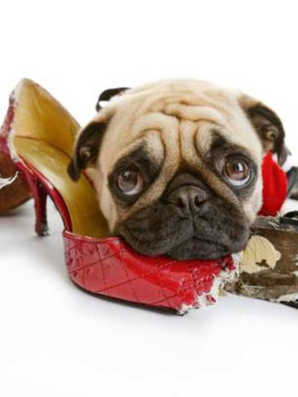 Ridgewood Veterinary Hospital Offering Obedience Classes