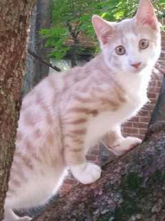 Owner Of Missing Cat Zack Of Tarrytown Seeks Help In Locating Him